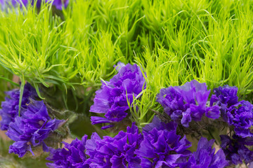 Green Ball (Dianthus Barbatus) Sweet William and Dark Purple Statice (Limonium sinuatum) Flowers  on natural burlap. Purple and Green Bouquet Fillers.