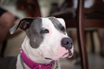 Pitbull dog looking attentively. Dangerous dog in home