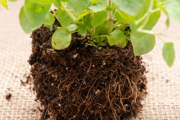 Organic Oregano Plant with roots in fertilized soil isolated on natural burlap background. Origanum vulgare. Mint Family (Lamiaceae). 
