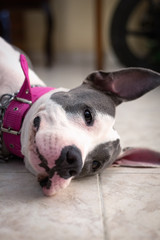 Pitbull dog resting on the floor