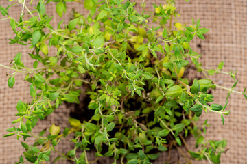 Organic Thyme Plant with roots in fertilized soil  isolated on natural burlap background. Thymus vulgaris in the mint family Lamiaceae.