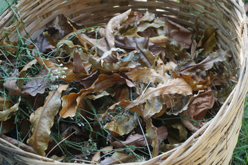 Dry leaves in a beautiful bamboo basket_4