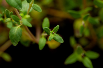 Macro shot of Organic Thyme Plant stalks and leaves on black soil background. Thymus vulgaris in the mint family Lamiaceae.