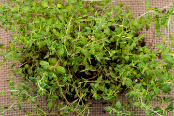 Organic Thyme Plant with roots in fertilized soil  isolated on natural burlap background. Thymus vulgaris in the mint family Lamiaceae.