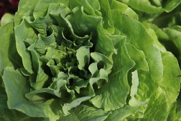 Green Lettuce Bouquet