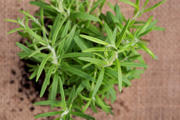 Organic Rosemary Plant with roots in fertilized soil isolated on natural burlap background. Rosmarinus officinalis in the mint family Lamiaceae.