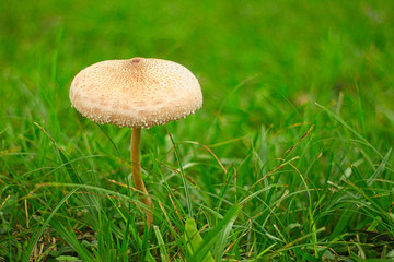 Hongo en medio del parque 