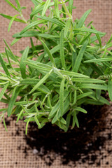 Organic Rosemary Plant with roots in fertilized soil isolated on natural burlap background. Rosmarinus officinalis in the mint family Lamiaceae.
