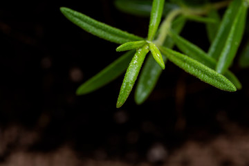 Macro shot of Organic Rosemary Plant stalks and leaves on black soil background. Rosmarinus officinalis in the mint family Lamiaceae.