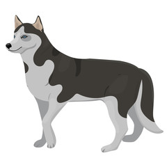 Fototapeta premium Husky breed dog. Vector graphics isolated on white background.