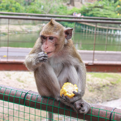 A cute monkey sitting and eating corn on the steel fence. Animal life in natural forest image.
