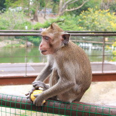 A cute monkey sitting and eating corn on the steel fence. Animal life in natural forest image.