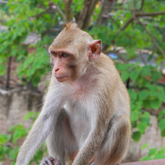A cute monkey sitting on the steel fence. Animal life in natural forest image.