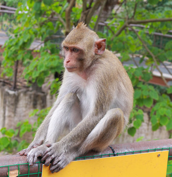 A cute monkey sitting on the steel fence. Animal life in natural forest image.