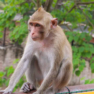 A cute monkey sitting on the steel fence. Animal life in natural forest image.
