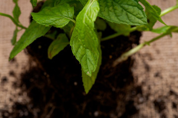 Organic Peppermint Plant with roots in fertilized soil  isolated on natural burlap background. Species: Mentha x Piperita.