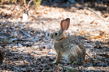Naklejka na ściany i meble Profile of a small brown rabbit sitting on a forest floor.