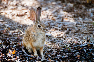Small brown rabbit sitting on a forest floor.