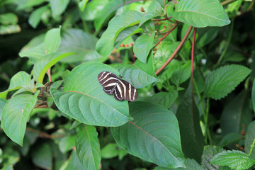 Black and white butterfly on the leaves