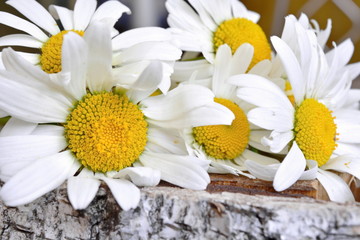Beautiful little bouquet of white daisies on a natural crack birch stump. Close up