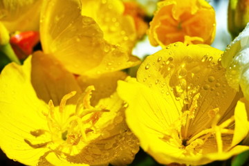 Beautiful bright little bouquet of tender yellow flower on blurred flower background with bokeh effect. Macro