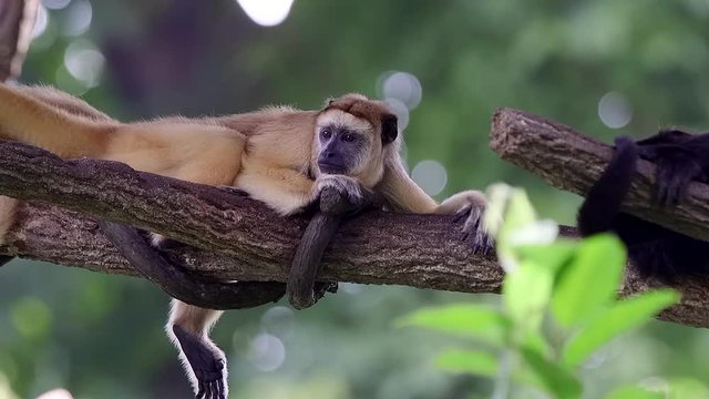 Brown howler monkey lying on tree branch sleeping