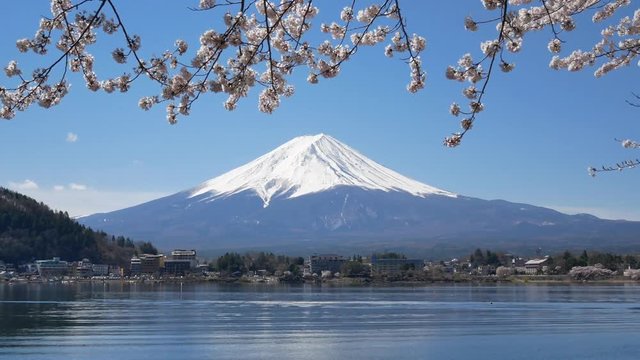Natural landscape view of Fuji Volcanic Mountain with the lake Kawaguchi in foreground with sakura-cherry bloosom flower tree and wind blowing-4K UHD video movie footage short