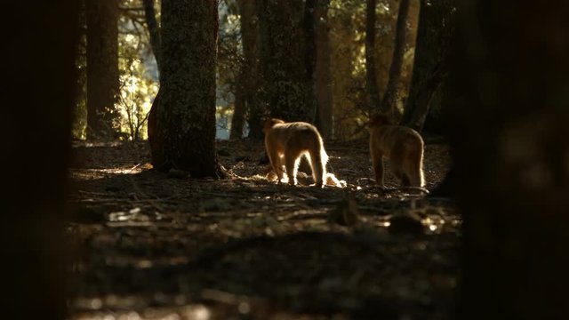 Macaque monkeys in Azrou forest, Moroccan atlas.