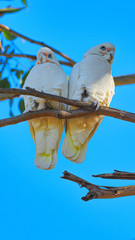 Australian Corella Couple