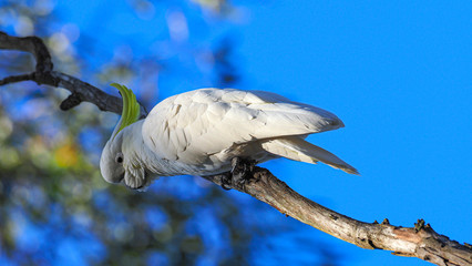 Australian Cockatoo