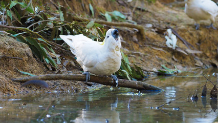 Cockatoo Drinking 