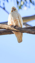 Corella- Australian Parrot