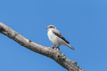 nestling of lesser grey shrike sitting on dry branch against blue sky
