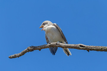 nestling of lesser grey shrike sitting on dry branch against blue sky