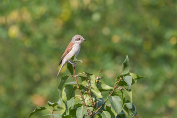 red-backed shrike female sitting on top of bush at summer day