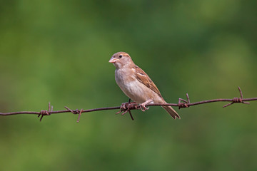 close up of sparrow sitting on barbed wire