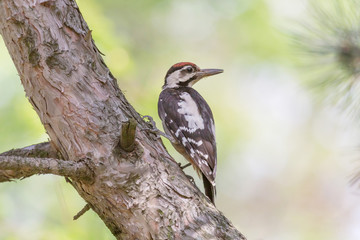 close up of woodpecker sitting on trunk of pine tree