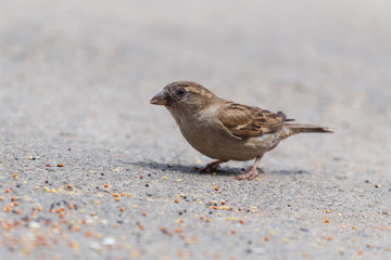 close up pf sparrow eating grain on road