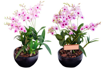 Blurred for Background.Pink orchid flower on white background. Photo with clipping path.