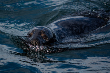 Fototapeta premium Seal