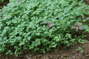 Traditional Spinach Garden Farm in the Javenese Village