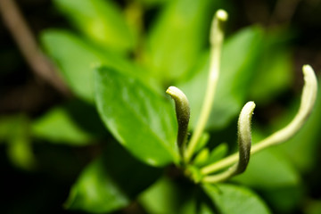 Honeysuckle buds
