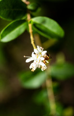 white flowers