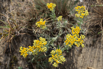 Helichrysum arenarium, dwarf everlast, immortelle yellow flowers