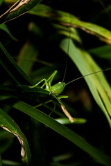 grasshopper on leaf