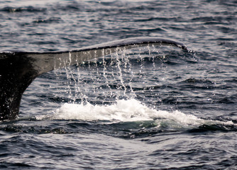 Water Trail