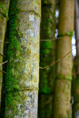Bamboo planted for erosion control in the El Yunque National Forest, Puerto Rico
