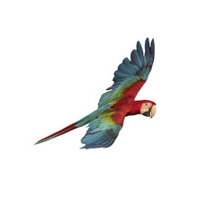 Red and green macaw flying isolated on white background