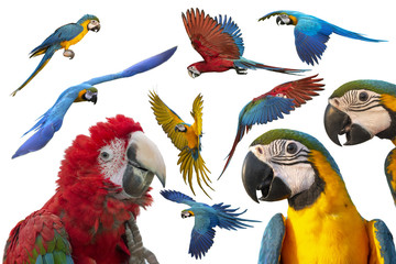 Macaw image set isolated on white background