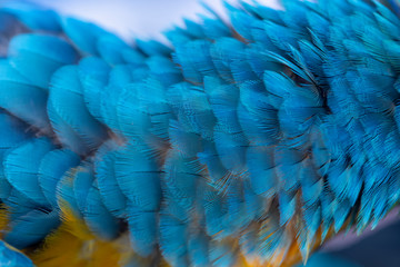 Obraz premium Closeup blue and gold macaw feathers